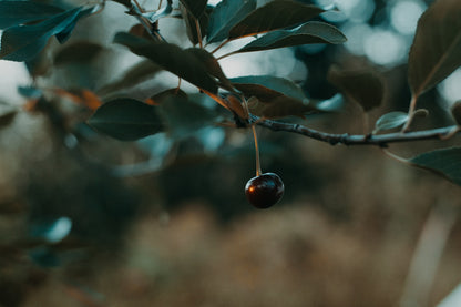 Black Cherry (Prunus serotina)