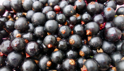 Black Currant (Ribes nigra)