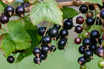 Black Currant (Ribes nigra)
