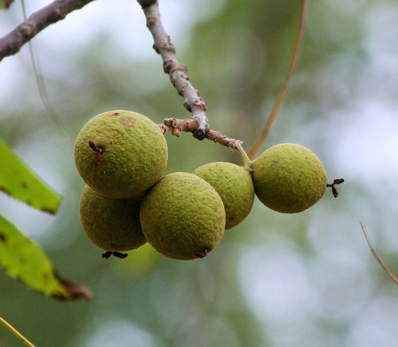 Black Walnut (Juglans nigra)