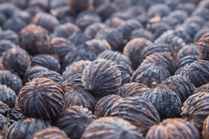 Black Walnut Seed (Juglans nigra)