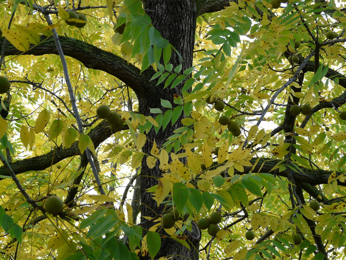 Black Walnut (Juglans nigra)