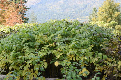 Buartnut (Juglans ailantifolia x Juglans cinerea)