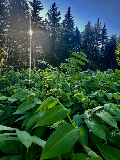 Buartnut (Juglans ailantifolia x Juglans cinerea)