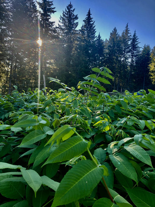 Buartnut (Juglans ailantifolia x Juglans cinerea)