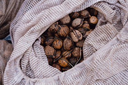 Buartnut (Juglans ailantifolia x Juglans cinerea)