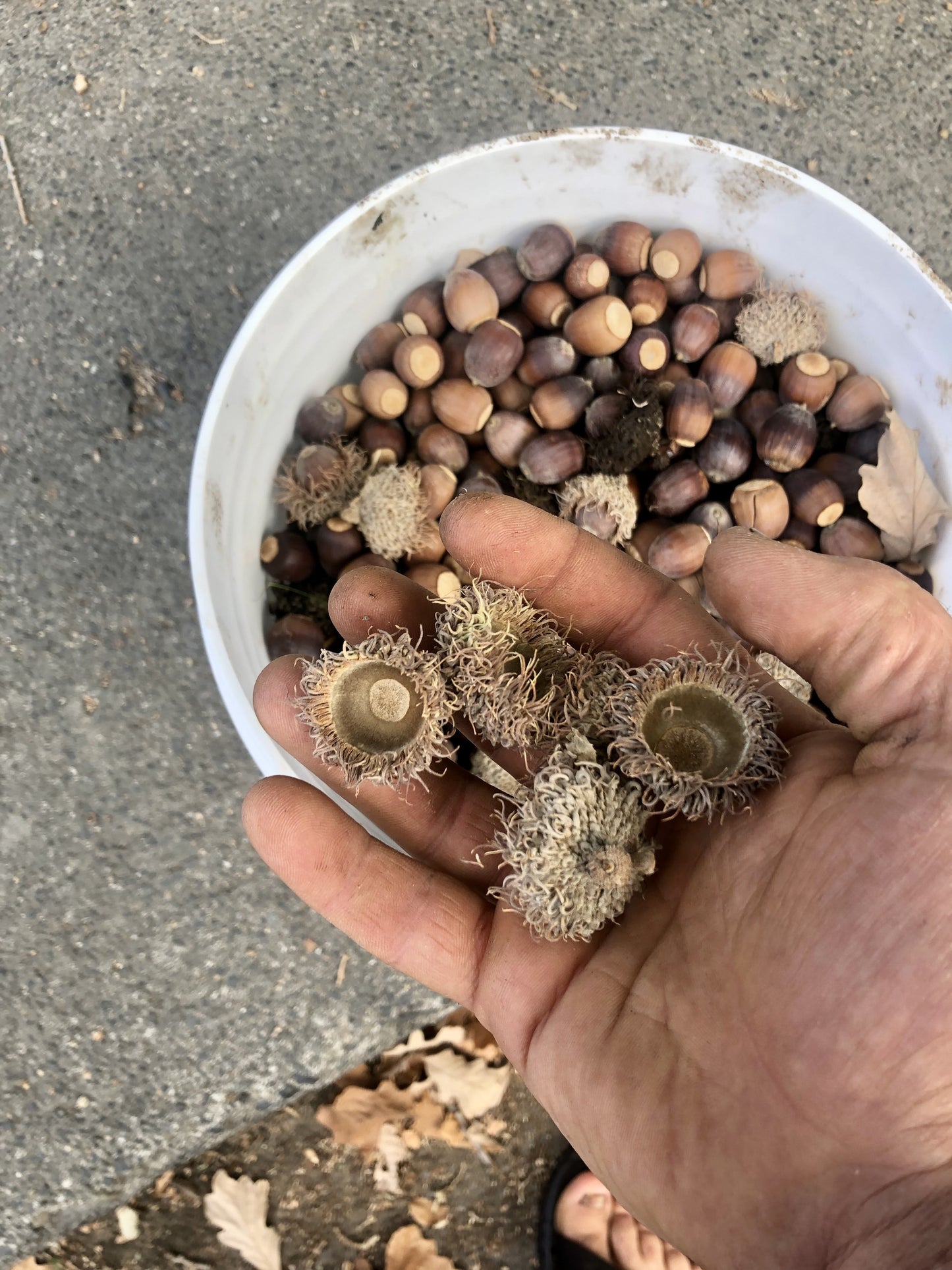 Bur Oak (Quercus macrocarpa)