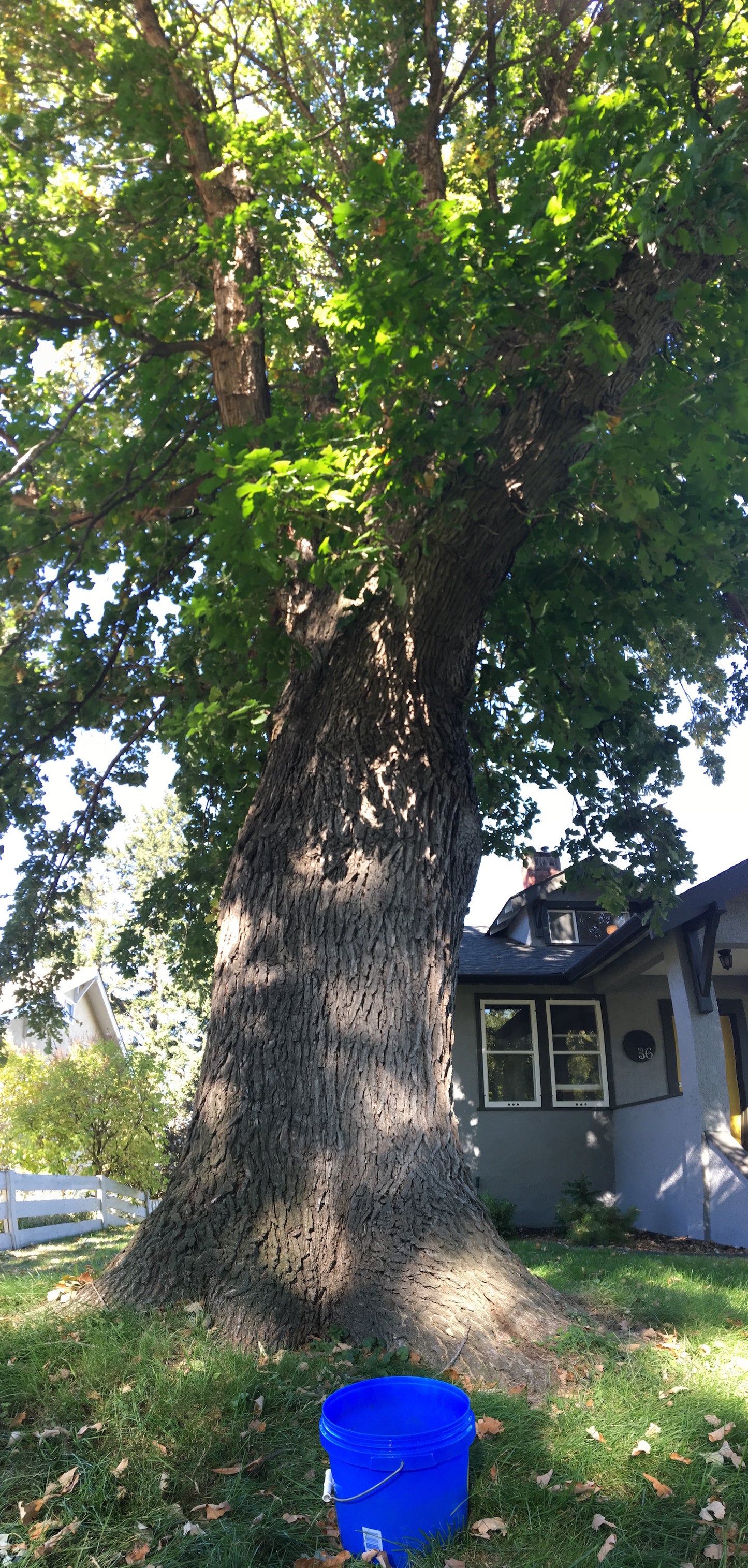 Bur Oak (Quercus macrocarpa)