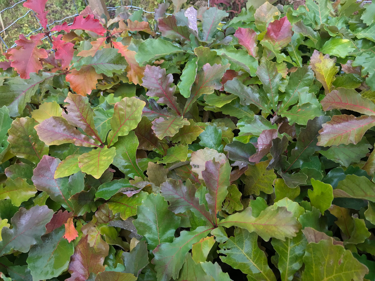 Bur Oak (Quercus macrocarpa)