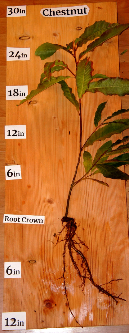 Edible Chestnut (Castanea spp.)