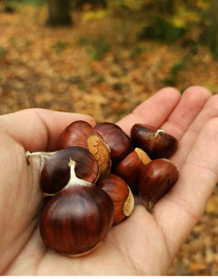 Châtaigne comestible (Castanea spp.)