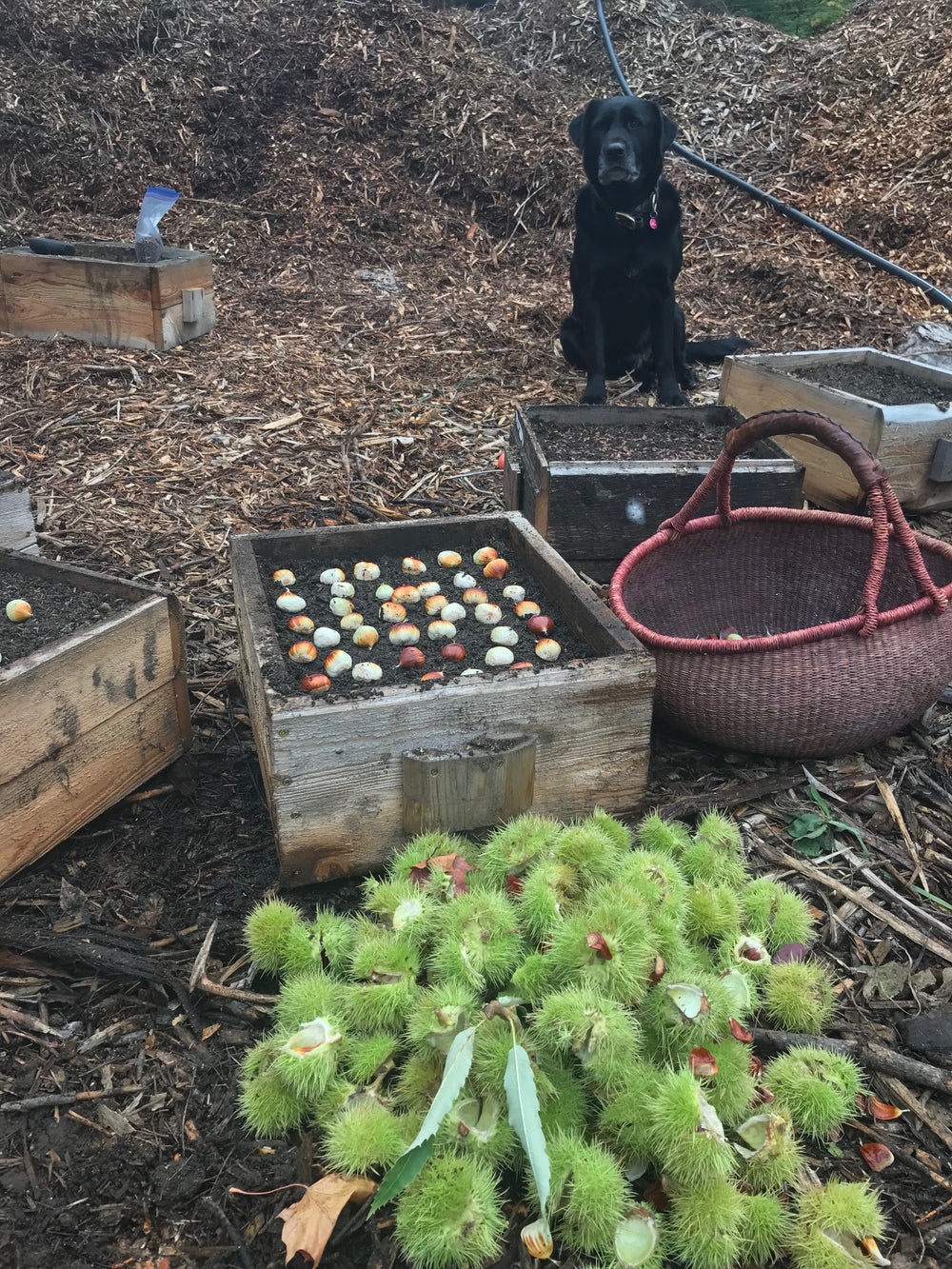 Edible Sweet Chestnut (Castanea spp.)