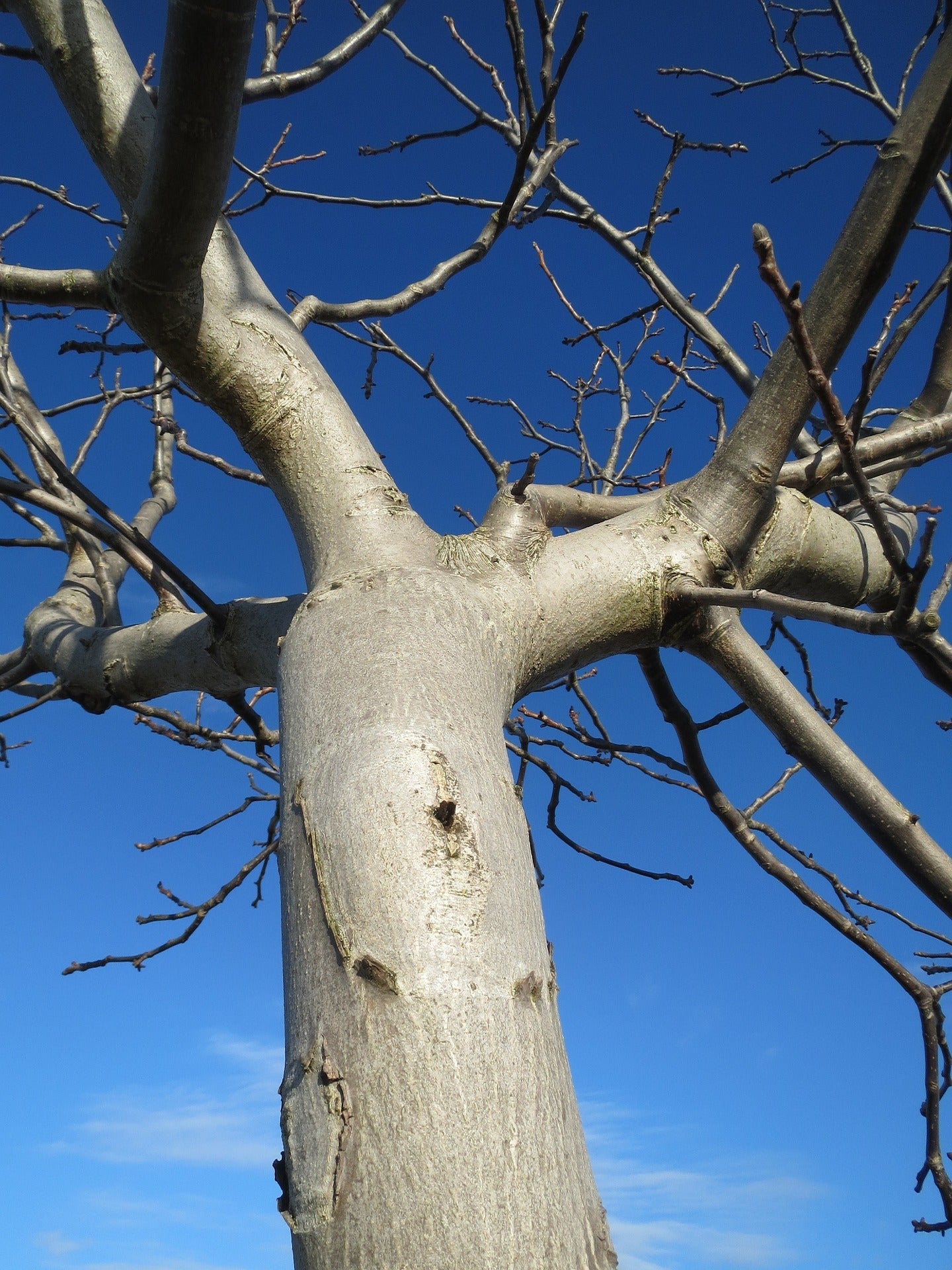 English Walnut(Juglans regia)