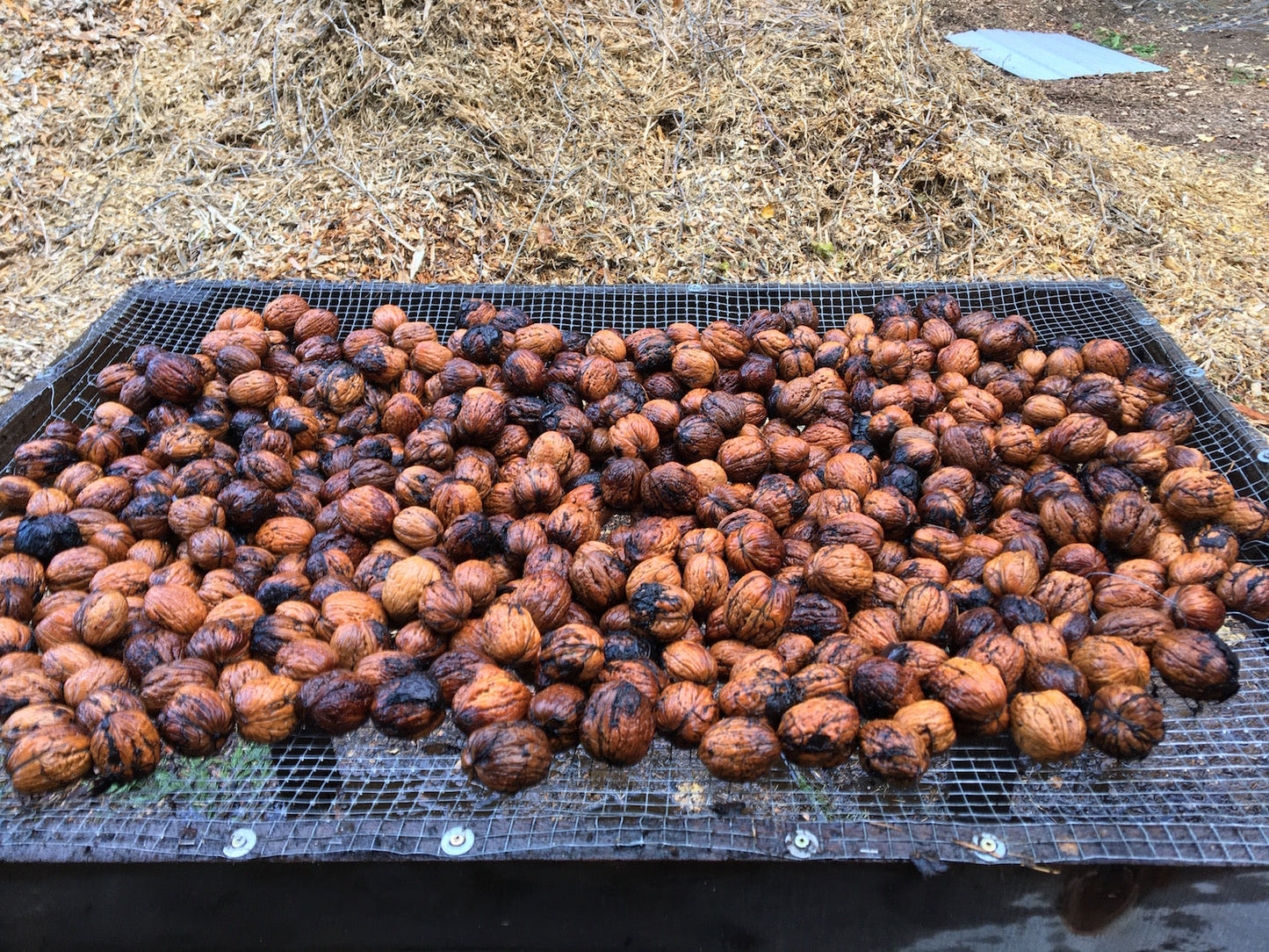 English Walnut(Juglans regia)