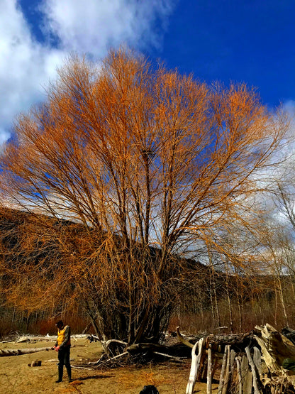 Yellow Willow Cuttings (Salix alba)