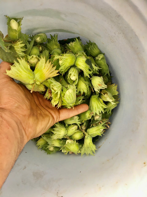 Hazelnut Cultivar Seedlings (Corlyus spp.)