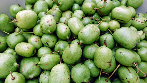 Hardy Kiwi 'Ananasnaya' Cultivar (Actinidia arguta)