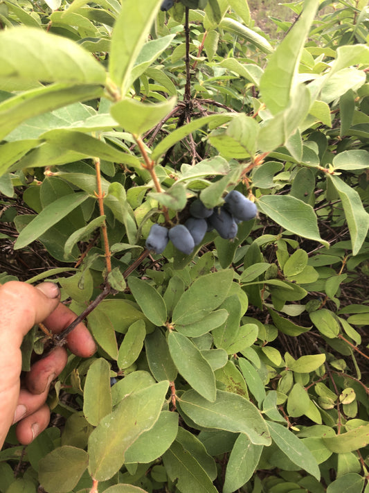 Honeyberry/Haskap (Lonicera cerulea)