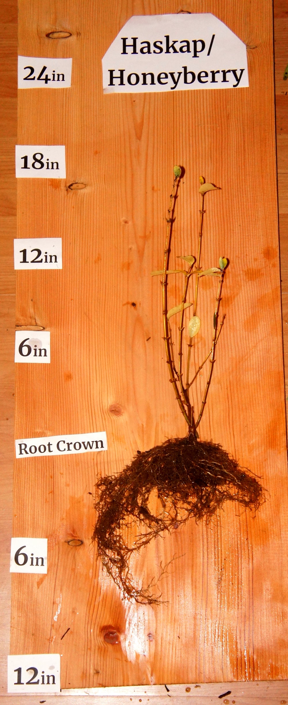 Honeyberry/Haskap Unlabeled Mix (Lonicera cerulea)