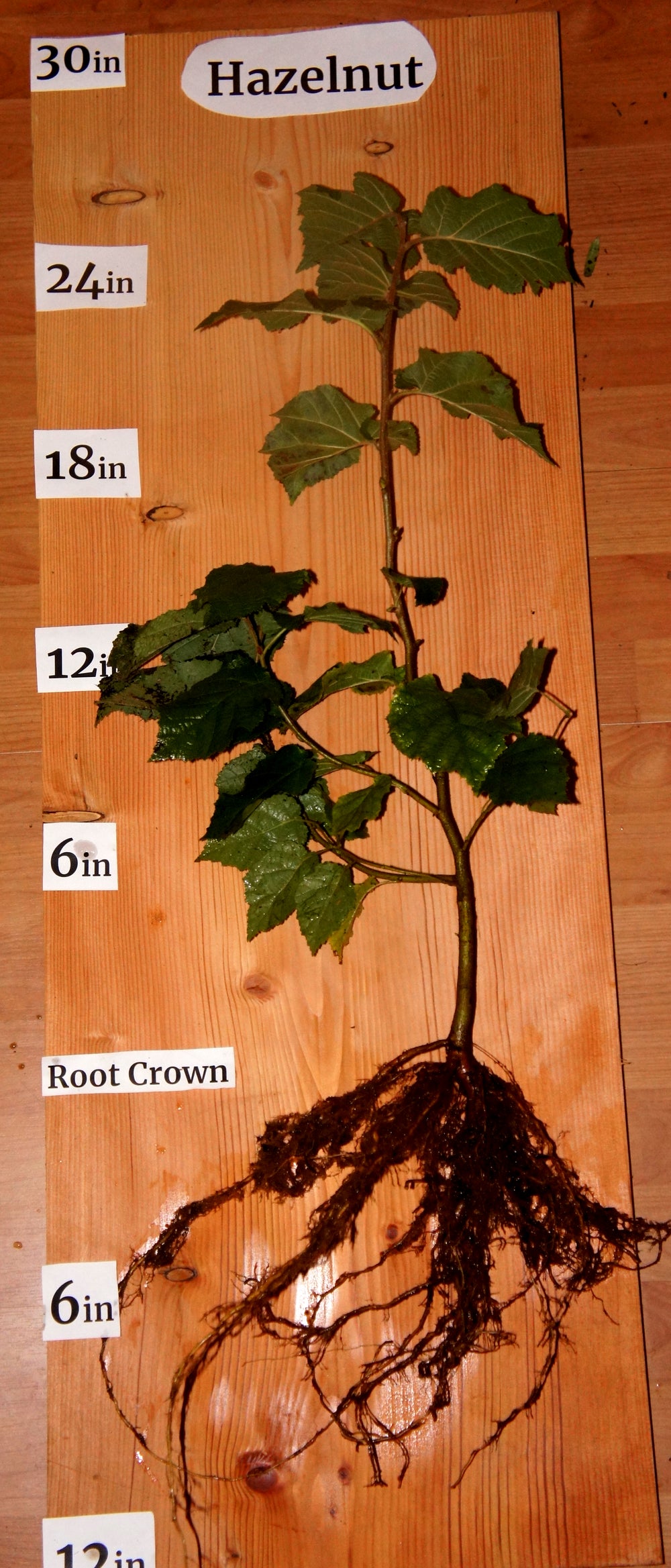 Hazelnut Cultivar Seedlings (Corlyus spp.)