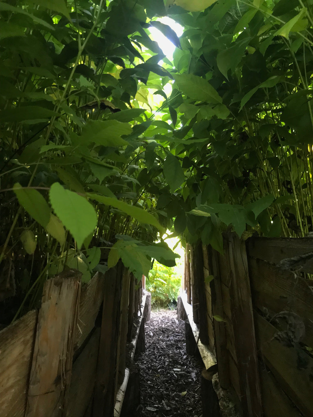 Heartnut 'Campbell' Seedling (Juglans ailantifolia)