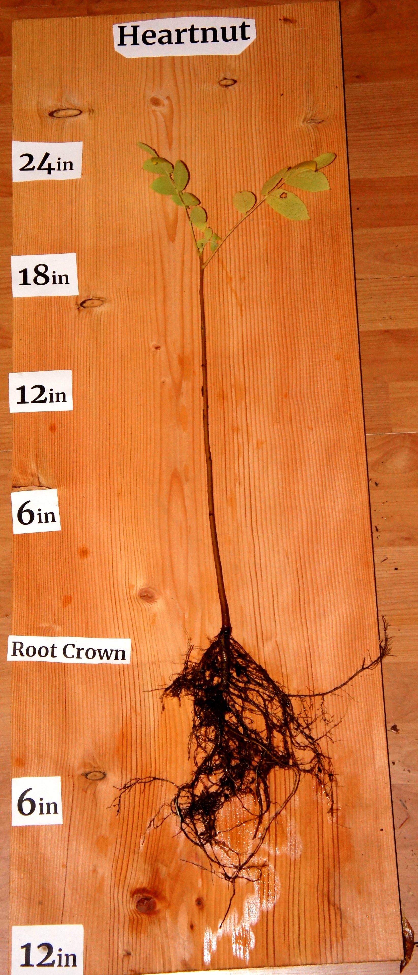 Heartnut (Juglans ailantifolia) Zero Fox Tree Crops