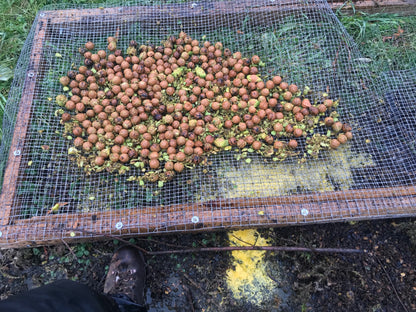 Heartnut Stratified Seed (Juglans ailantifolia)