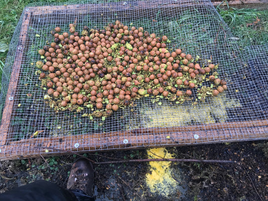 Heartnut Stratified Seed (Juglans ailantifolia)