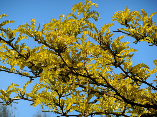 Thornless Honey Locust (Gleditsia tricanthos var. inermis)