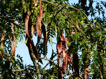 Thornless Honey Locust (Gleditsia tricanthos var. inermis)