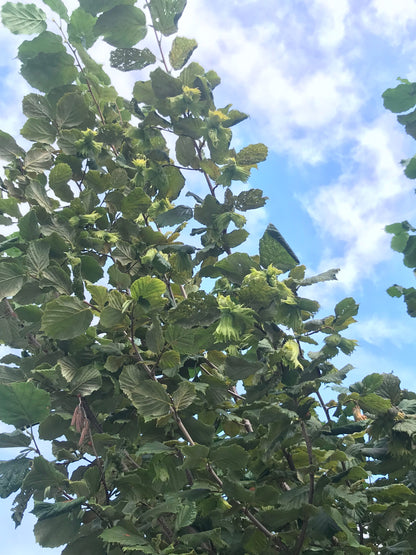 Hazelnut (Corlyus spp.)