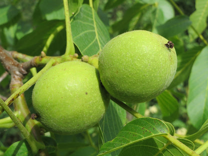 English Walnut(Juglans regia)