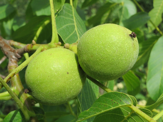 English Walnut(Juglans regia)