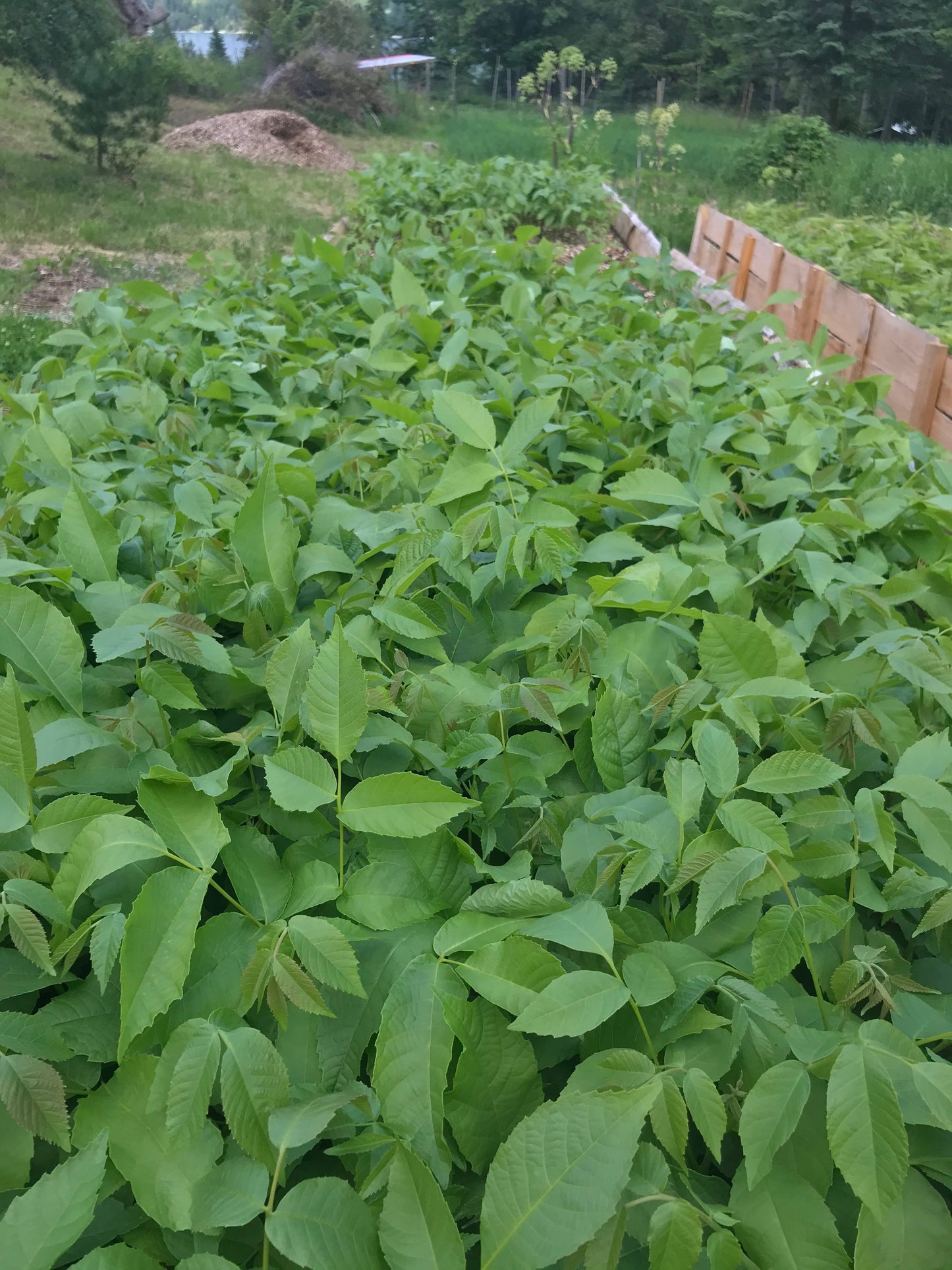 English Walnut(Juglans regia)