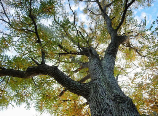 Kentucky Coffee Tree (Gymnocladus dioicus)