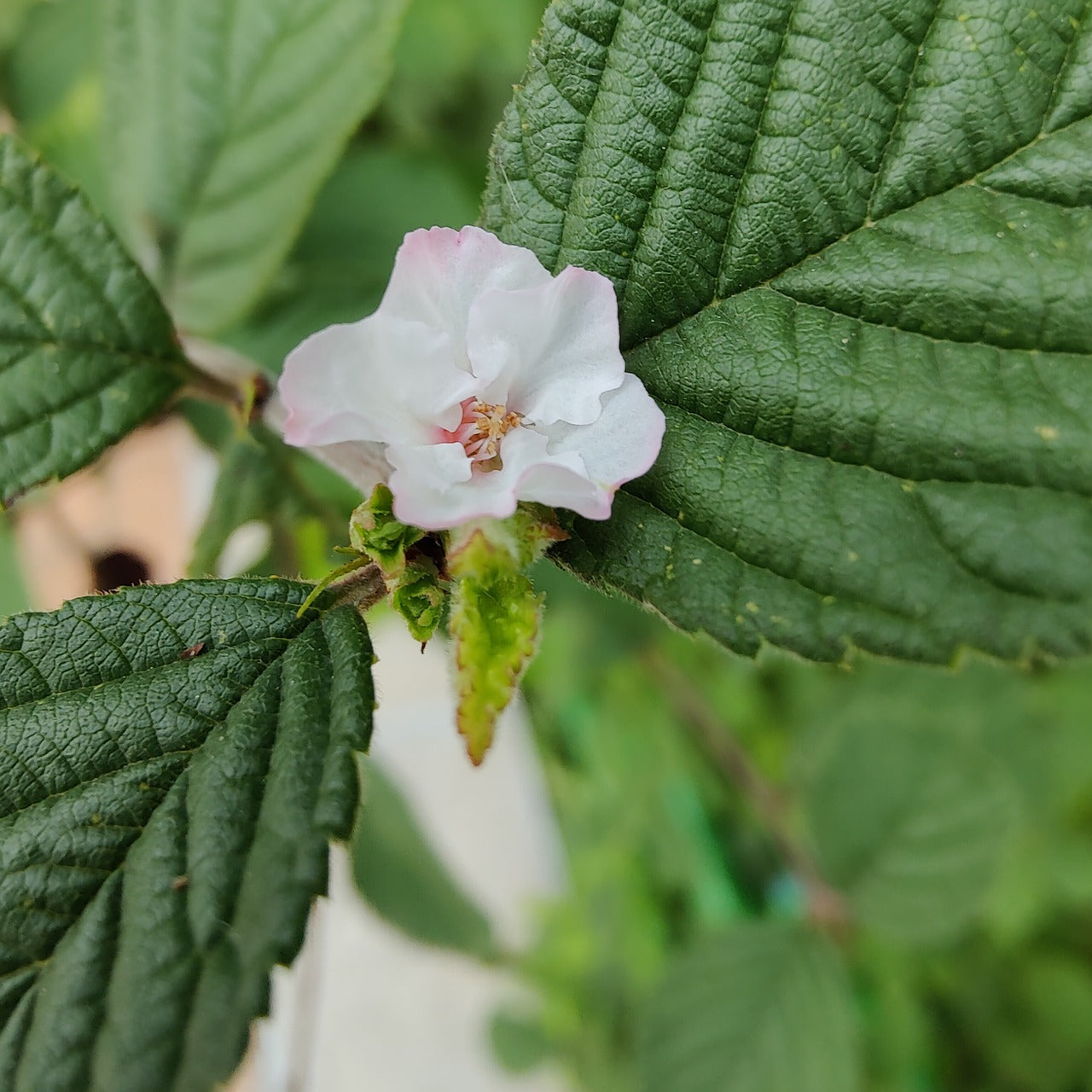 Nanking Cherry (Prunus tometosa)