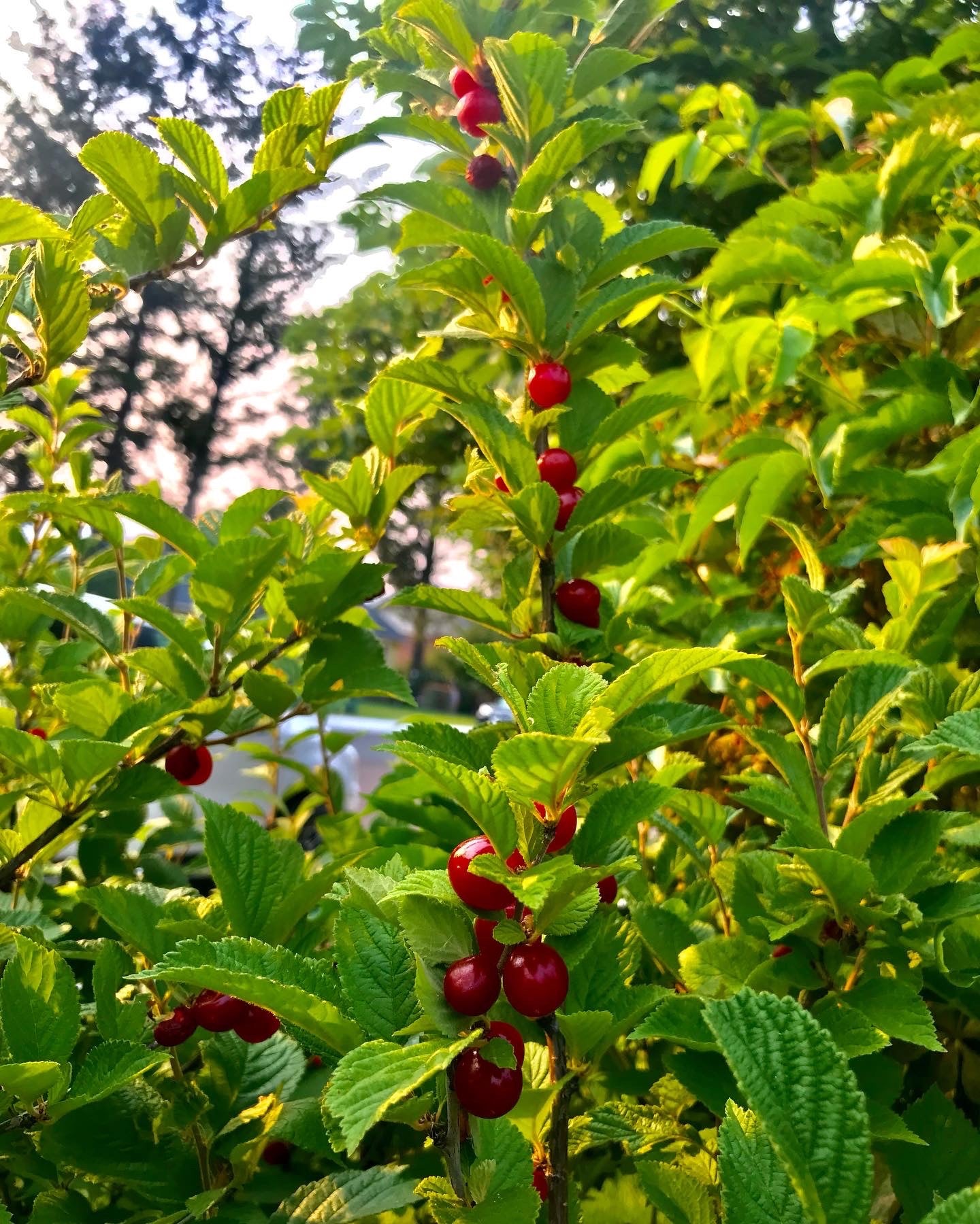 Nanking Cherry (Prunus tometosa)