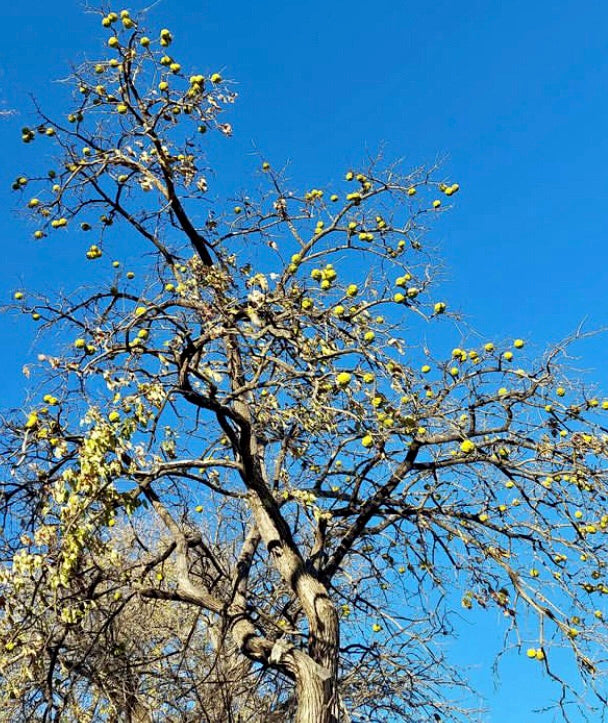 Osage Orange (Maclura pomifera)