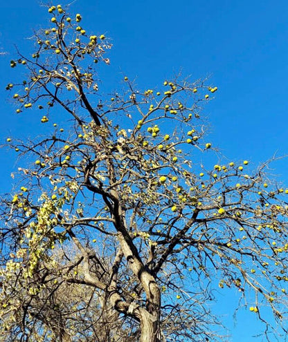 Osage Orange (Maclura pomifera)