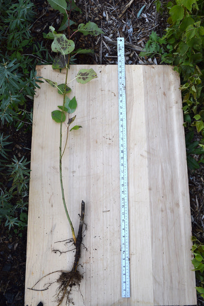 Black Cottonwood Cuttings (Populus trichocarpa)