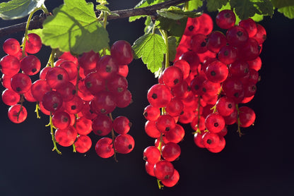 Red Currant (Ribes rubra)