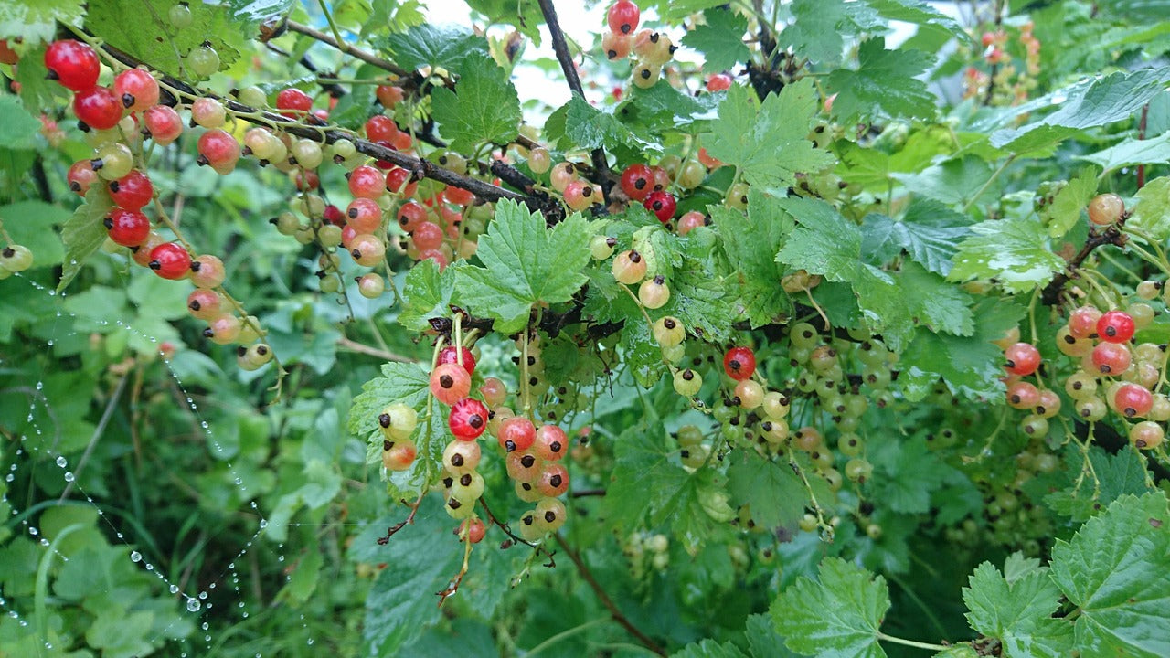 Red Currant (Ribes rubra)