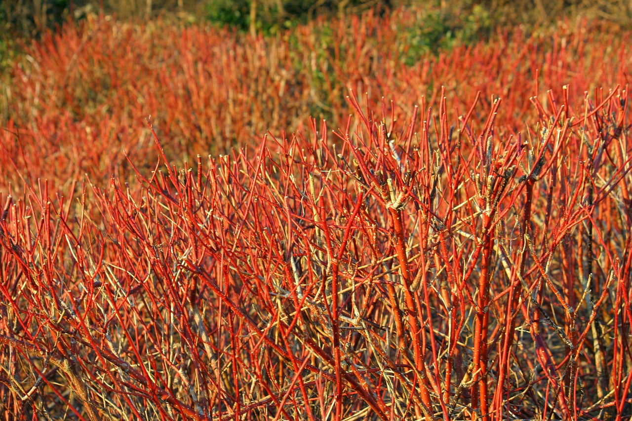 Red Osier Dogwood Cuttings (Cornus sericea)
