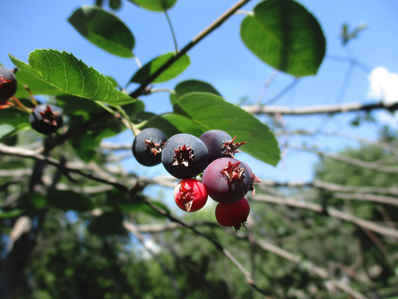 Serviceberry/Saskatoon (Amelanchier alnifolia)