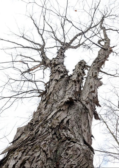 Shagbark Hickory (Carya ovata)