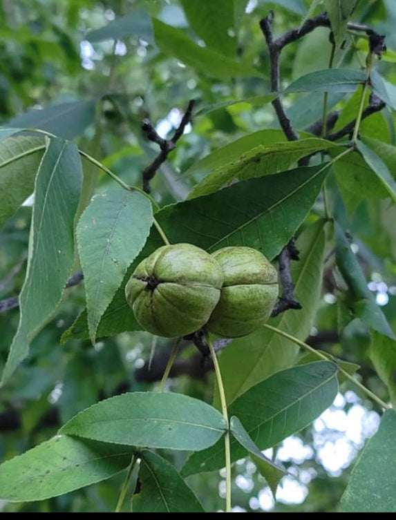 Shagbark Hickory (Carya ovata)