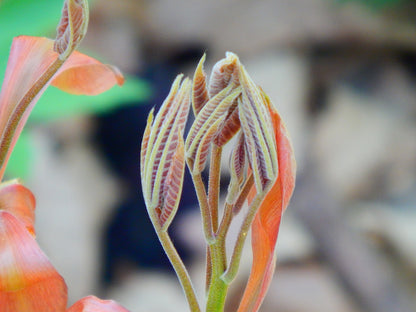 Shagbark Hickory (Carya ovata)