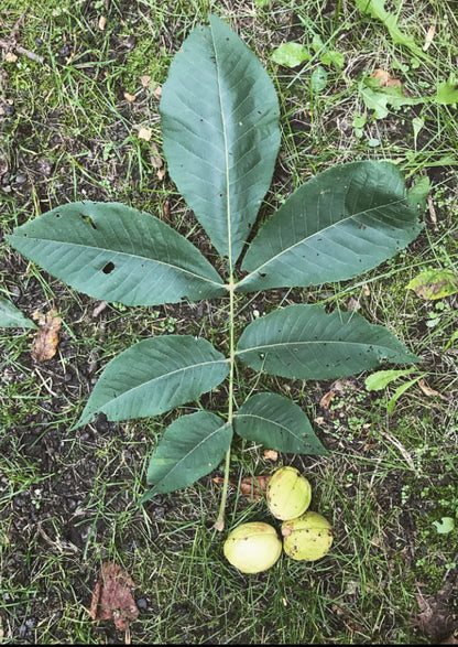 Shellbark Hickory (Carya lacinosa)