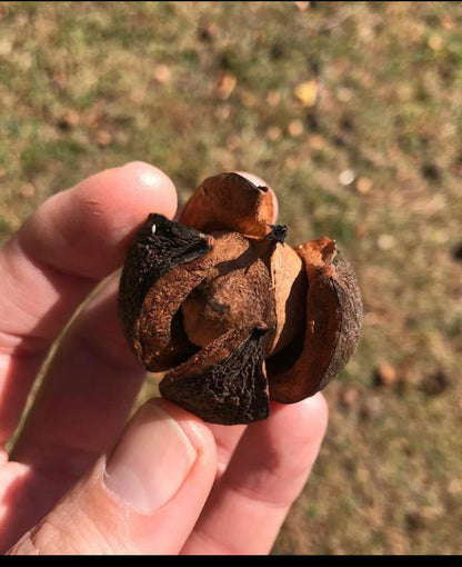 Shellbark Hickory (Carya lacinosa)