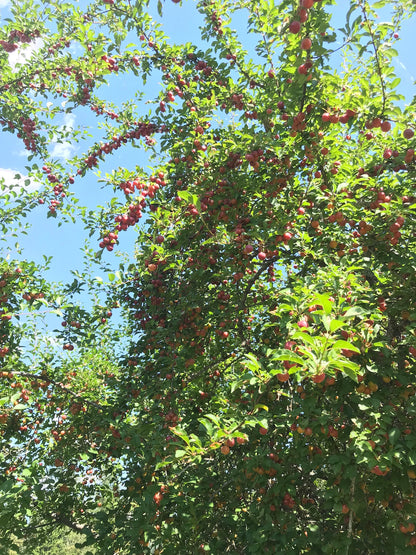 American Plum (Prunus americana)